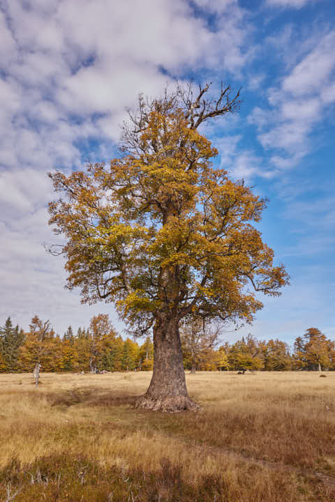 Gemeinde Lindberg Landkreis Regen Kohlschachten Bergahorn (Dirschl Johann) Deutschland REG